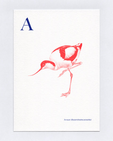 A is for Avocet