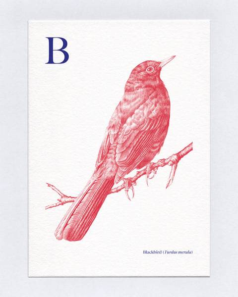 B is for Blackbird