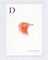 D is for Drongo