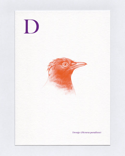 D is for Drongo