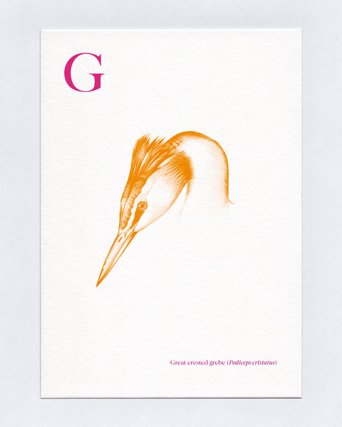 G for Great crested grebe