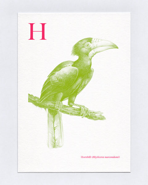 H is for Hornbill