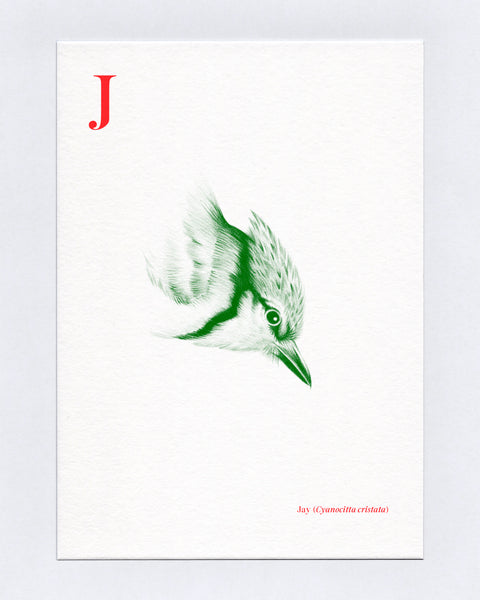 J is for Jay