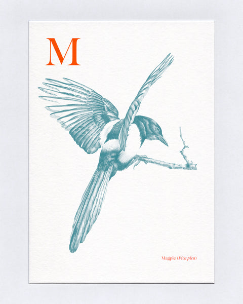 M is for Magpie