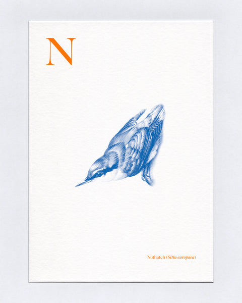 N is for Nuthatch
