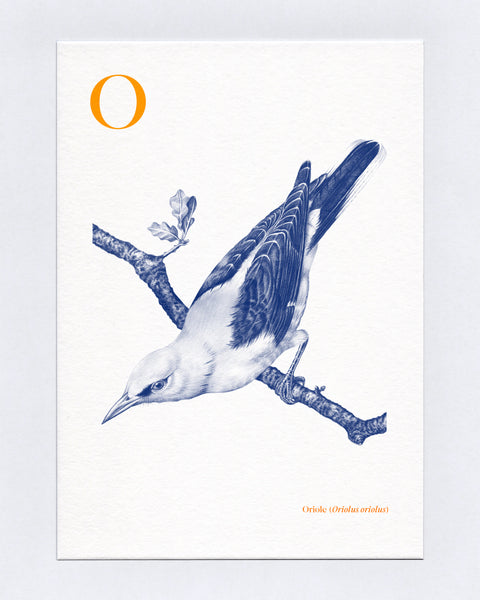 O is for Oriole