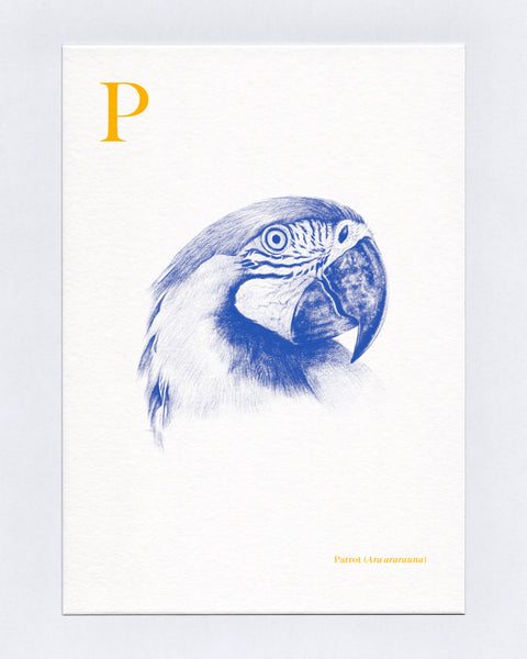P is for Parrot