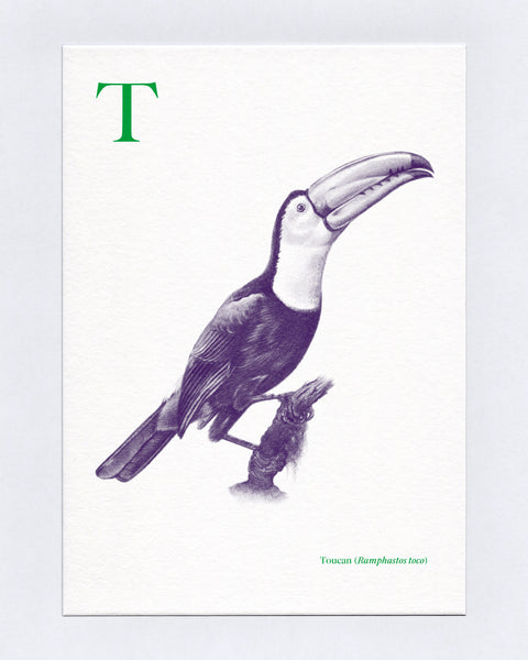 T is for Toucan