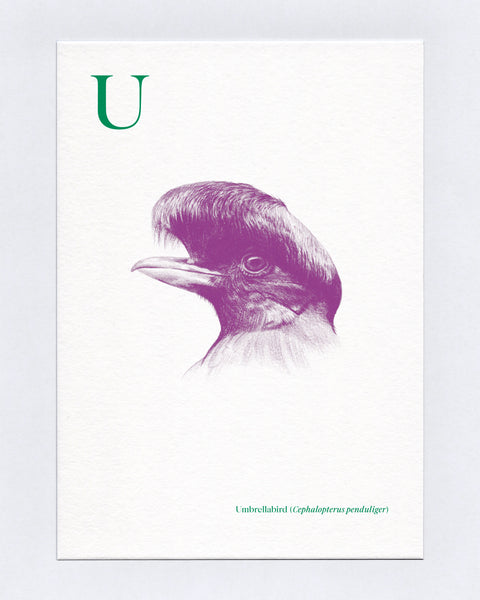 U is for Umbrellabird