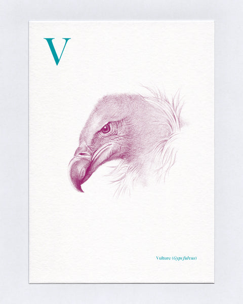 V is for Vulture