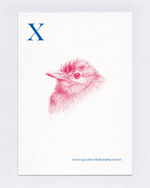 X is for Xavier's greenbul
